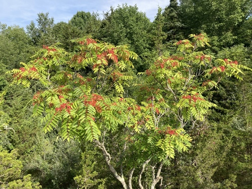 Ailanthus altissima