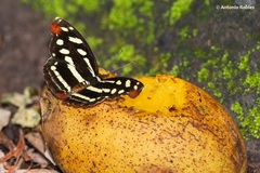 Catonephele cortesi