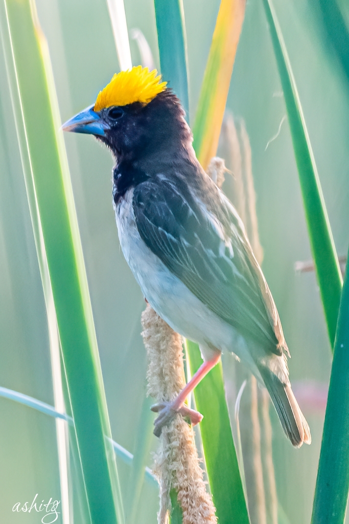 Black-breasted Weaver photo