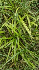 Carex
