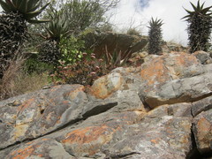 Crassula rubricaulis