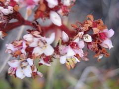 Crassula rubricaulis