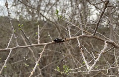 Acmaeodera gibbula