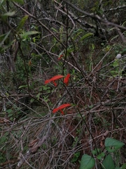Salvia stolonifera
