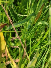 Achillea alpina