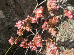 Crassula rupestris rupestris
