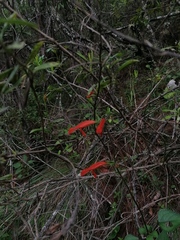 Salvia stolonifera
