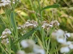 Achillea alpina