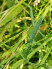 Achillea alpina