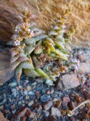 Crassula capitella thyrsiflora