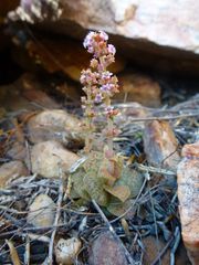 Crassula capitella thyrsiflora