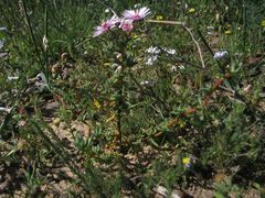 Lampranthus leptaleon