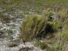 Pseudopentameris macrantha