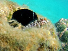 Parablennius marmoreus