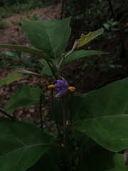 Solanum rudepannum