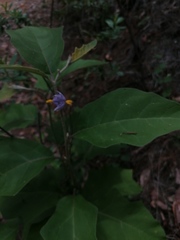 Solanum rudepannum