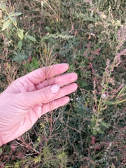 Descurainia sophioides