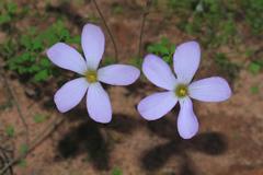 Oxalis ebracteata