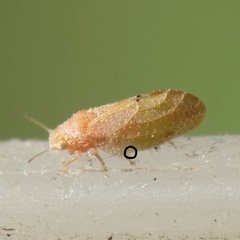 Aphalaroida pithecolobia