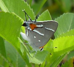 Strymon acis bartrami