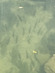 Salvelinus fontinalis