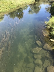 Salvelinus fontinalis