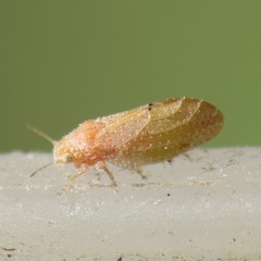 Aphalaroida pithecolobia