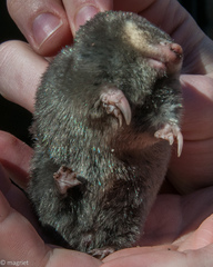 Chrysochloris asiatica