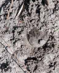 Chrysochloris asiatica