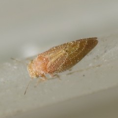 Aphalaroida pithecolobia