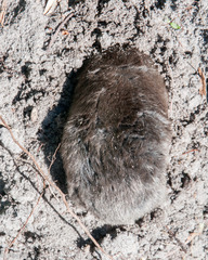 Chrysochloris asiatica