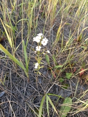 Dontostemon pinnatifidus