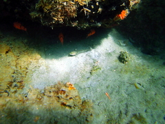 Apogon maculatus