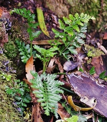 Asplenium rutifolium