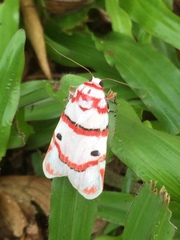 Cyana perornata