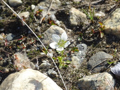Parnassia parviflora