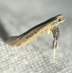 Caloptilia hypericella