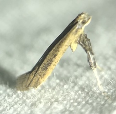 Caloptilia hypericella