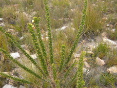 Aspalathus sceptrum-aureum