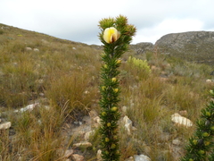 Aspalathus sceptrum-aureum