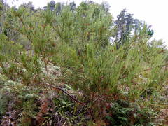 Acacia crassiuscula