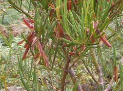 Acacia crassiuscula