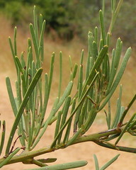 Acacia crassiuscula