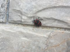 Poecilocoris druraei