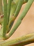 Acacia crassiuscula
