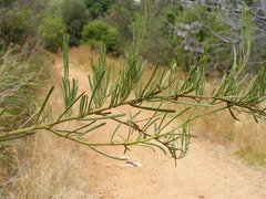 Acacia crassiuscula