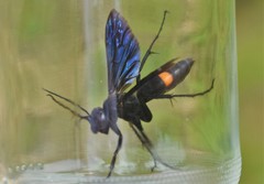 Poecilopompilus algidus