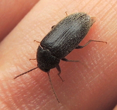 Hymenorus