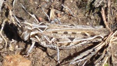 Psoloessa delicatula