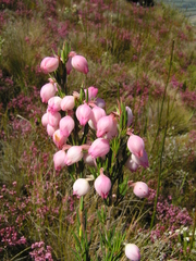 Erica holosericea